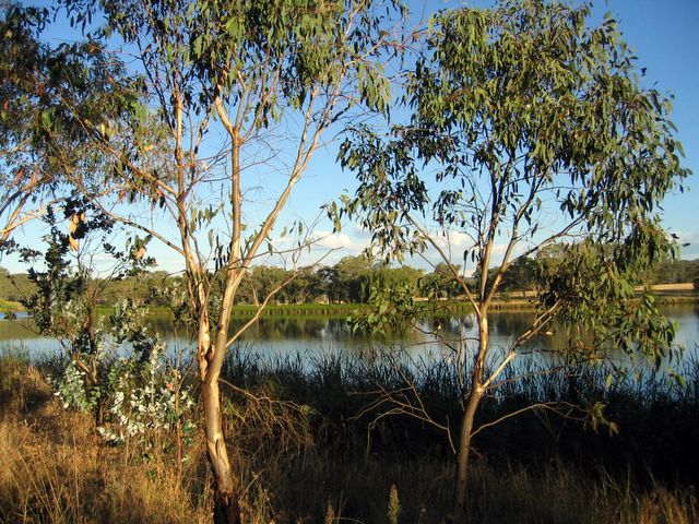 Lake Inverell Reserve - Inverell: Young trees grow to replace older trees or those destroyed in fire.  Many are planted by birds.