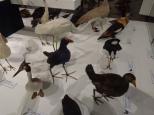 Discovery Holiday Parks Hadspen - Hadspen Launceston: QVMAG stuffed birds