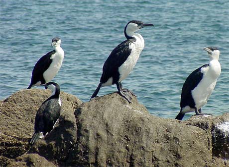 Low Head Tourist Park - Low Head: Sea birds looking for a feed