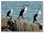 Low Head Tourist Park - Low Head: Sea birds looking for a feed
