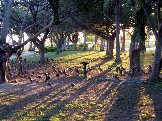 Andergrove Van Park - Mackay: Bird feeding late afternoon