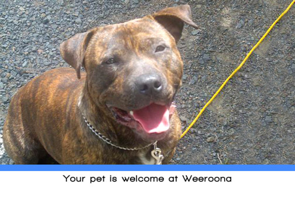 Weeroona Holiday Park - Manning Point: The park is pet friendly