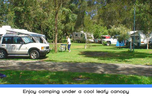 Weeroona Holiday Park - Manning Point: Enjoy camping under a cool leafy canopy.