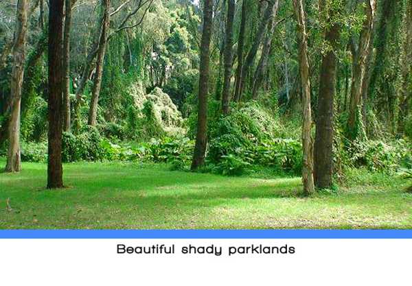 Weeroona Holiday Park - Manning Point: Beautiful shady parklands.