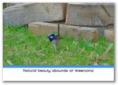 Weeroona Holiday Park - Manning Point: Natural beauty abounds at Weeroona.
