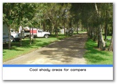 Weeroona Holiday Park - Manning Point: Cool shady areas for campers.