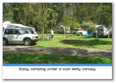 Weeroona Holiday Park - Manning Point: Enjoy camping under a cool leafy canopy.