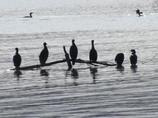Mannum Riverside Caravan Park - Mannum: Some birds in row