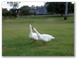 Maryborough Golf Course - Maryborough: Geese on the approach to the 14th Green