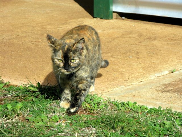 The Old School Camping & Caravan Park - Merriwagga: Pets are welcome - this is Milly the cat