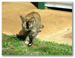 The Old School Camping & Caravan Park - Merriwagga: Pets are welcome - this is Milly the cat
