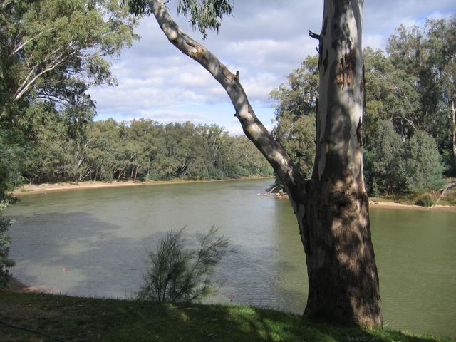 Cottonwood Holiday Park - Moama: The majestic Murray River