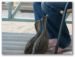 Moama Riverside Caravan Park - Moama: Friendly ducks