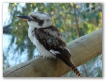 Moama Riverside Caravan Park - Moama: Kookaburra