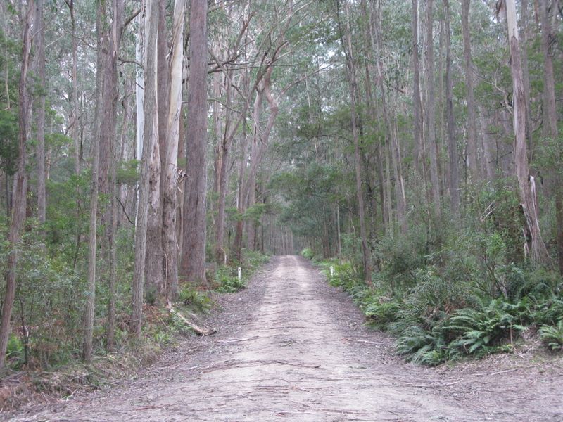 Monga National Park - Braidwood: Road within the National Park