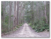 Monga National Park - Braidwood: Road within the National Park