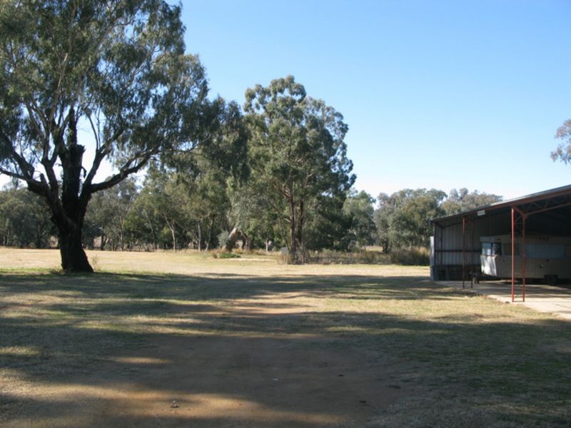 Morongla Creek - Morongla Creek: View within the Showground.  A caravan can be seen sheltering under the shed on the right.