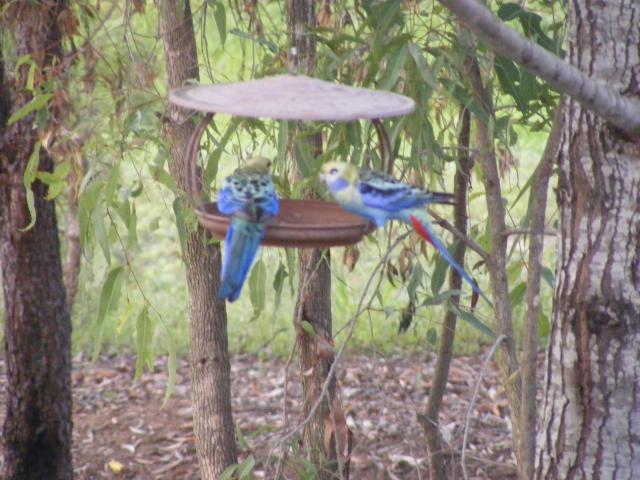 Mt Garnet Travellers Park - Mt Garnet: just some of the birds you will find in the park