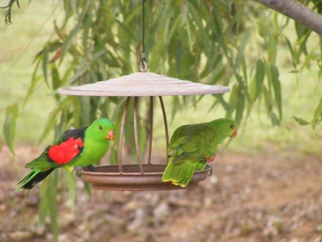Mt Garnet Travellers Park - Mt Garnet: Red wing parrot
