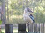 Mt Garnet Travellers Park - Mt Garnet: Bluewing Kookaburra