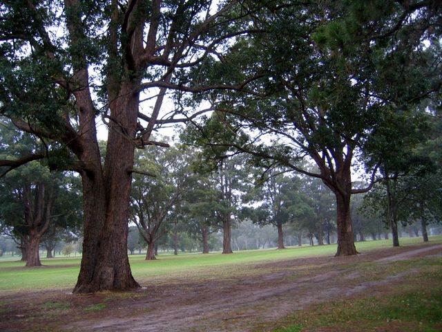 Muree Golf Club - Raymond Terrace: The course has many beautiful trees.