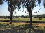 Muswellbrook Showground - Muswellbrook: There are many good shady areas for camping throughout the Showground.