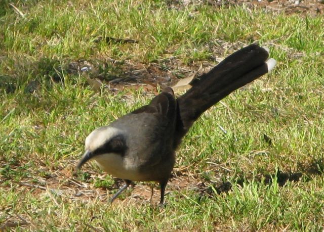Narrandera Caravan Park - Narrandera: One of the many delightful birds in the park - not sure what it is called.