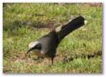 Narrandera Caravan Park - Narrandera: One of the many delightful birds in the park - not sure what it is called.