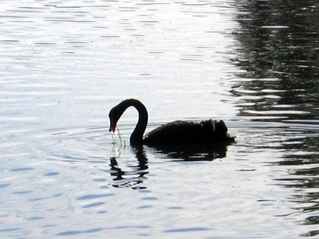 Neangar Park Golf Course - Bendigo: Black swan on Lake near Hole 9
