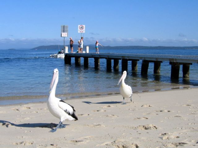 Halifax Holiday Park - Nelson Bay: Pelicans at Nelson Bay