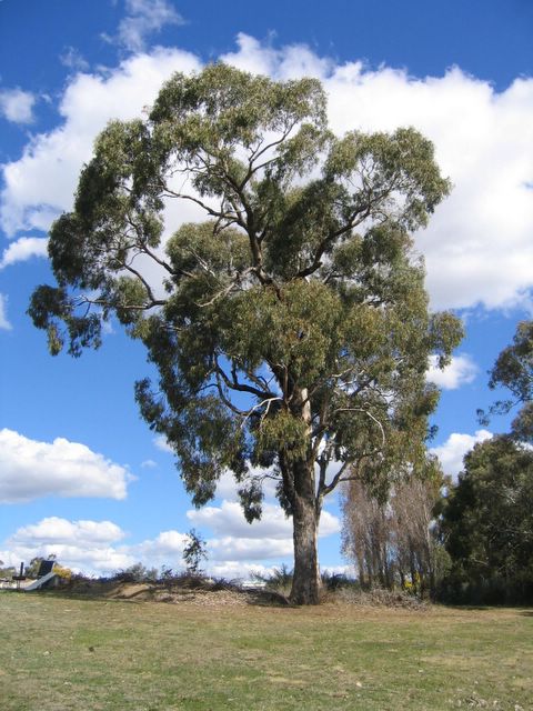 Canobolas Caravan Park - Orange: One of the many magnificent trees in the park