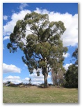 Canobolas Caravan Park - Orange: One of the many magnificent trees in the park