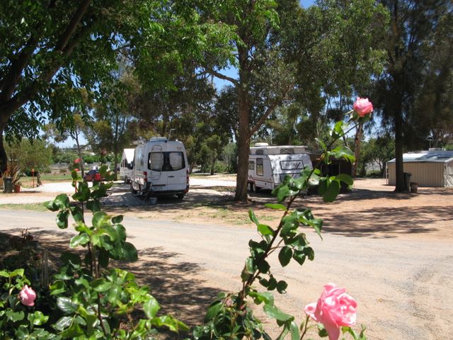 Ouyen Caravan Park - Ouyen: Shady powered sites for caravans