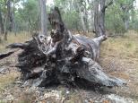 Wollomombi Gorge Campground - Oxley Wild Rivers National Park: Once a mighty living tree.