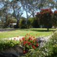 Padthaway Caravan Park - Padthaway: The park is lovingly maintained.