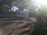 Padthaway Caravan Park - Padthaway: Early morning sun catches a van on the bushland settings