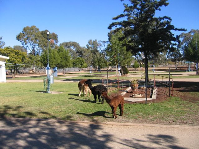 Historic Double D Caravan Park 2006 - Peak Hill: Friendly alpacas in the park
