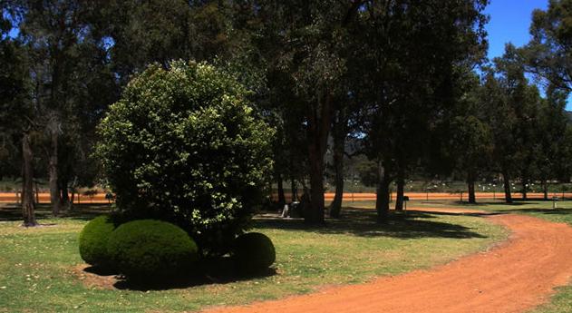 Porongurup Range Tourist Park - Porongurup: Native trees in the grounds.