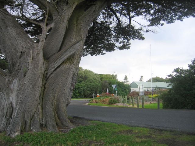 Southcombe by the Sea Caravan Park - Port Fairy: Magnificent trees within the park