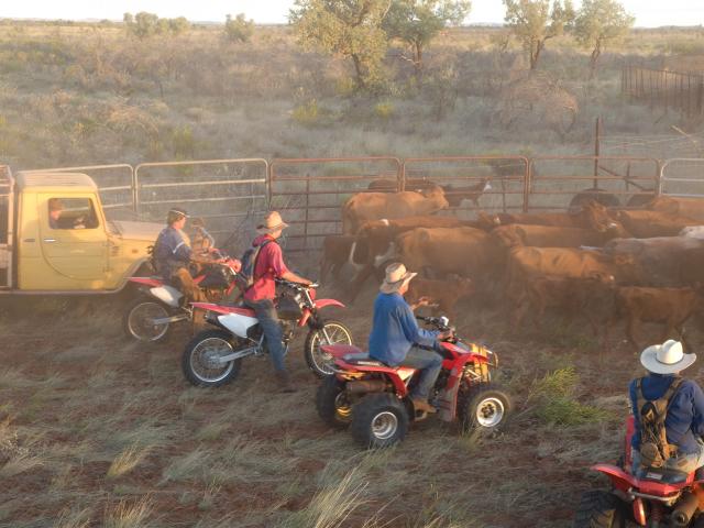 Indee Station Farmstay - Pt Hedland: Cattle muster at Indee Station
