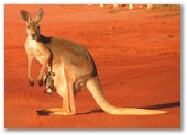 Port Smith Caravan Park - Lagrange: Close up of the Kangaroo with Joey in pouch