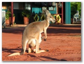 Port Smith Caravan Park - Lagrange: The Office and Kiosk at Port Smith with a local to greet you.