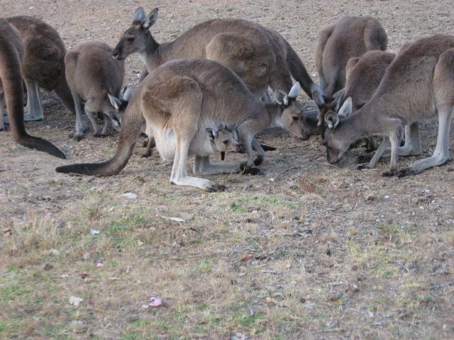 Quinninup Eco Tourist Park - Quinninup: the kangaroos get fed each afternoon, this is some of them and their Joey's. Quinninup is a lovely restful caravan park.