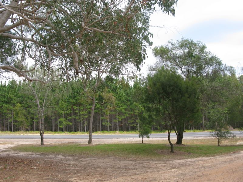 Rainbow Beach Turnoff Rest Area - Toolara Forest: Natural bushland surrounds this area.