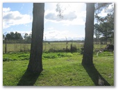 Bellhaven Caravan Park - Raymond Terrace: Views of open paddocks and cattle at rear of the park.