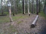 Rocky Creek Scout Camp - Landsborough: Low ropes activity
