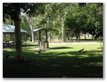 Bushy Parker Rest Area - Rollingstone: BBQ facilities and local bird life