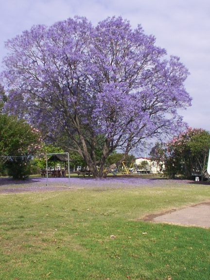 Singleton Caracourt Caravan Park - Singleton: Jacaranda in full bloom