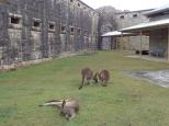 South West Rocks Tourist Park - South West Rocks: Kangaroos in Trial Bay Gaol