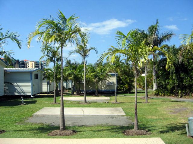 Alex Beach Cabins & Tourist Park - Alexandra Headland: Powered sites for caravans with palm trees for shade